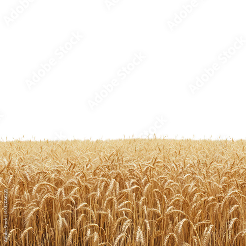 A field of golden wheat, isolated on a white background with a clipping path.