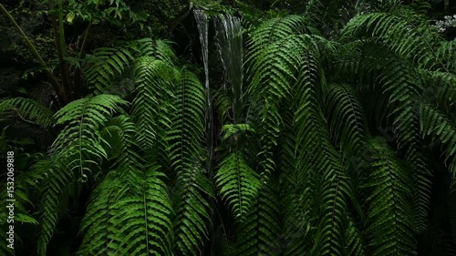 Plants background, serene scene of flowing water of a waterfall between the lush greenery of vibrant green ferns inside a greenhouse in the Hiroshima Botanical Gardens in Japan.
