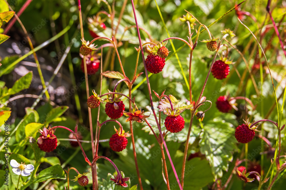 Obraz premium Close up at red wild strawberry on a meadow