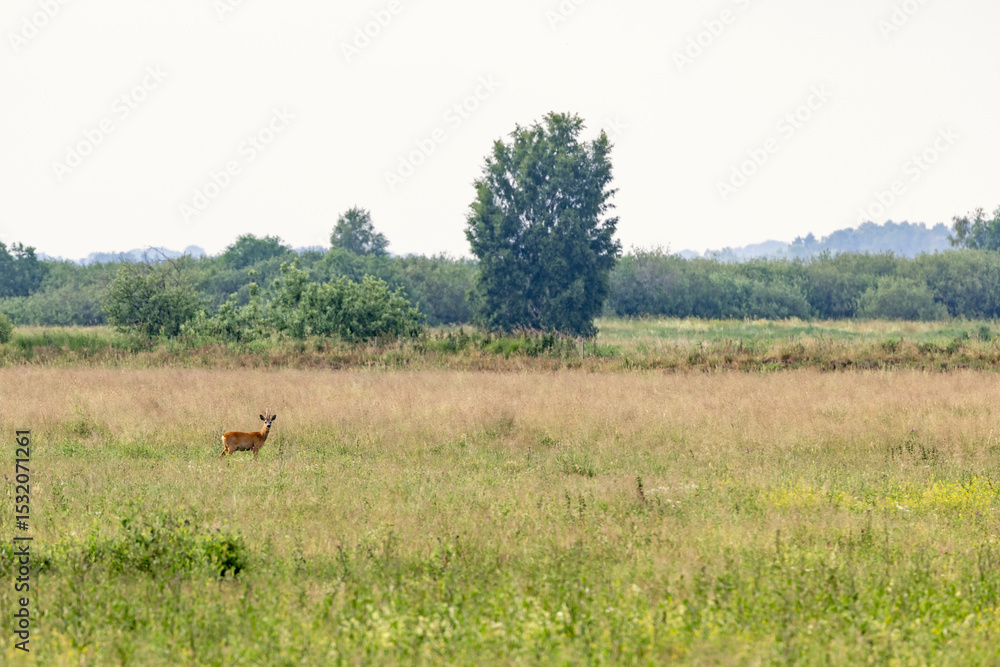 Naklejka premium Roe deer buck standing on a grass meadow in the summer