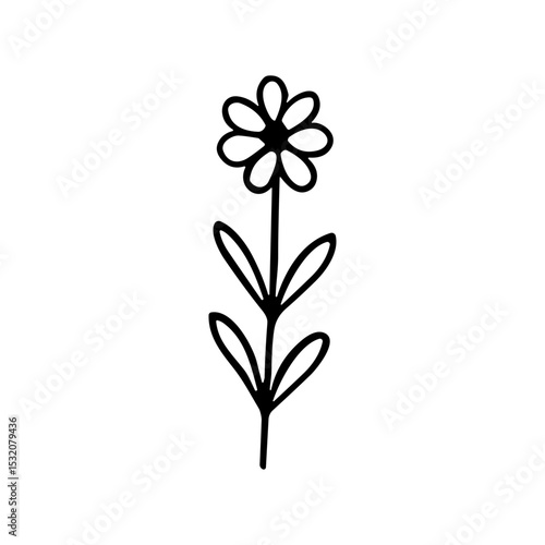 Simple Line Art Handdrawn Daisy Flower Plant Floral Illustration