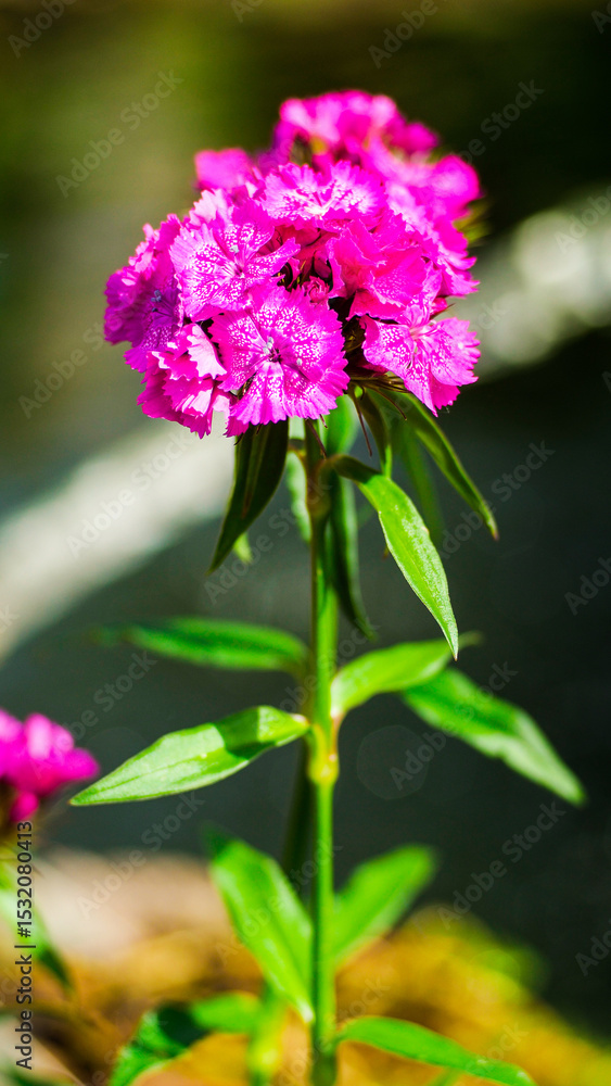 Obraz premium Macro de fleurs dans un jardin