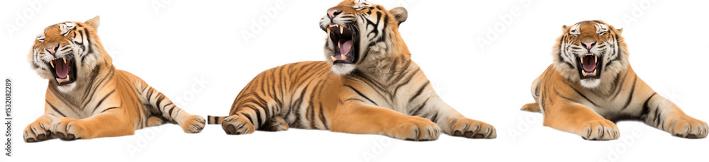 Naklejka premium Three Yawning Tiger Cubs: A Majestic Wildlife Moment on transparent background png