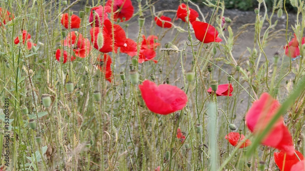 Fototapeta premium poppies in the field
