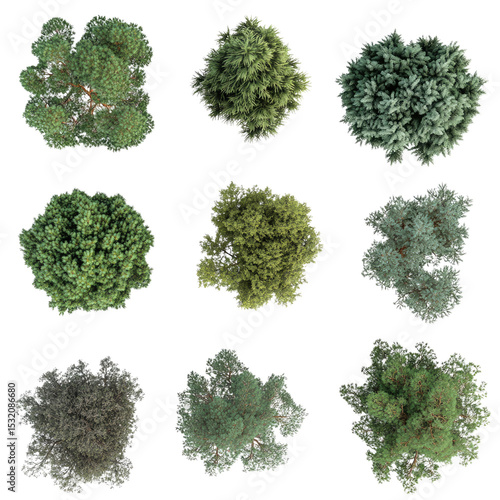 Top View Evergreen and Dried Trees on isolated transparent cutout PNG Background