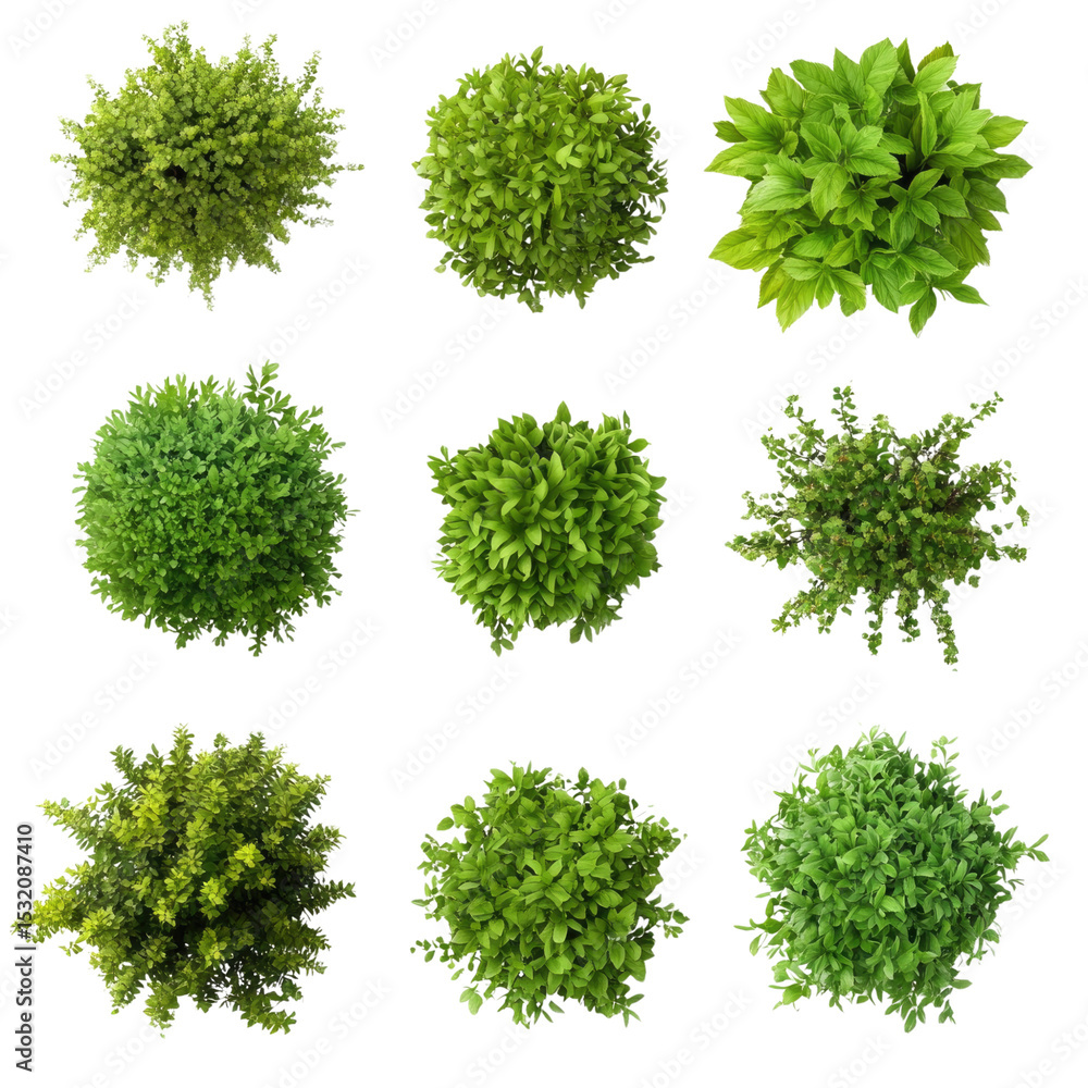 Fototapeta premium Top view of various decorative green on isolated transparent cutout PNG Background
