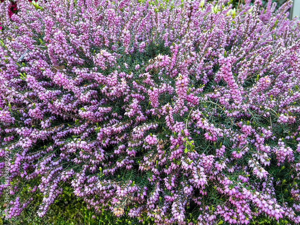 Fototapeta premium Common heather