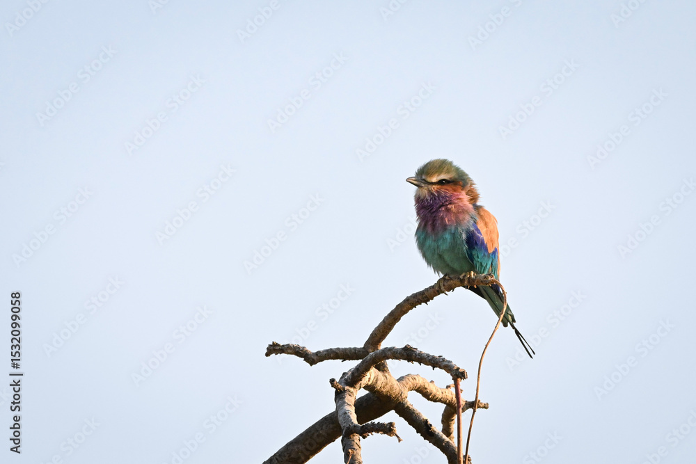 Obraz premium Lilac-breasted roller faces left on gnarled branch