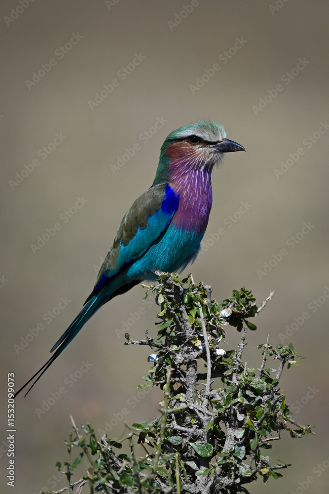 Fototapeta premium Lilac-breasted roller in profile on leafy thornbush