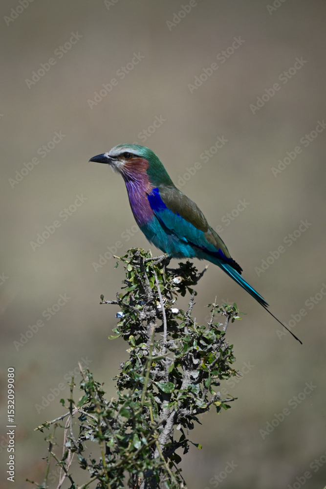 Obraz premium Lilac-breasted roller in profile on green bush
