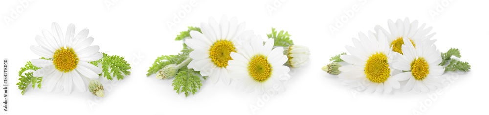 Fototapeta premium Beautiful chamomile flowers on white background, set