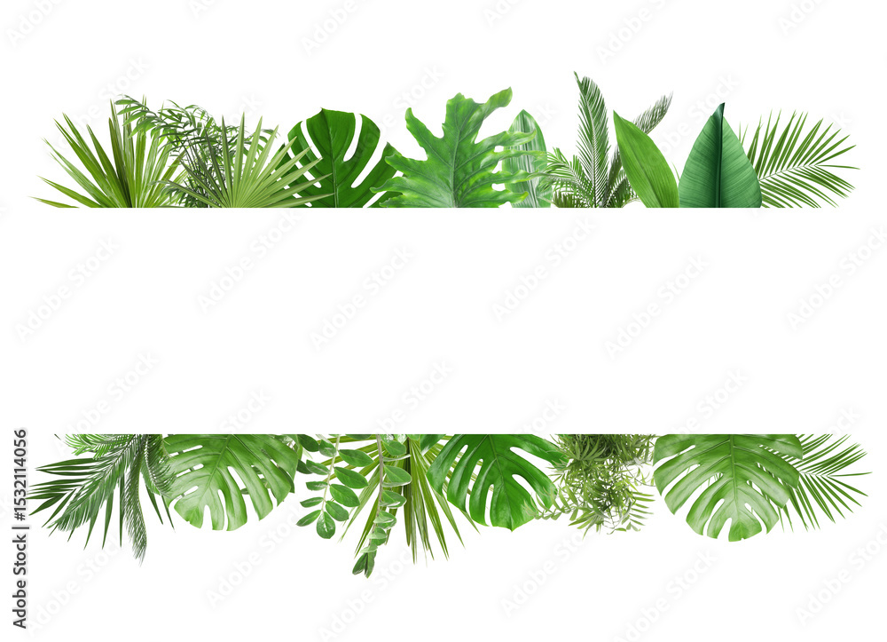 Fototapeta premium Fresh green tropical leaves on white background. Space for text