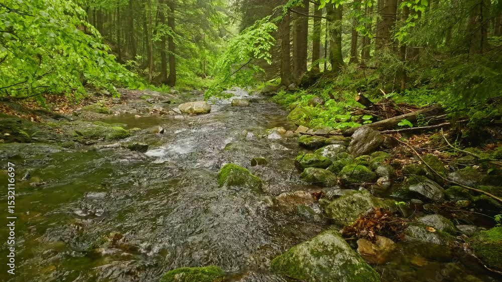 Smooth Slow Motion Flight Through Fresh Green Spring Forest over a Small River. Smooth Camera Flight. Rainy Weather. Footage in European Leaves Tree Forest. Realistic Ambient Sounds. Smooth Slow Motion Flight Through Fresh Green Spring Forest over a Small River. Smooth Camera Flight. Rainy Weather. Footage in European Leaves Tree Forest. Realistic Ambient Sounds.