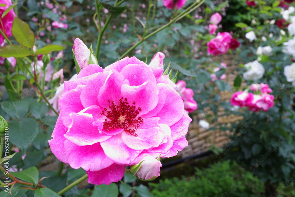 ピンク色の薔薇 ブリリアントピンクアイスバーグ ピンク色の薔薇 ブリリアントピンクアイスバーグ
