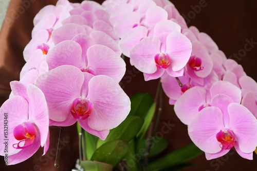 ピンク色の胡蝶蘭の花