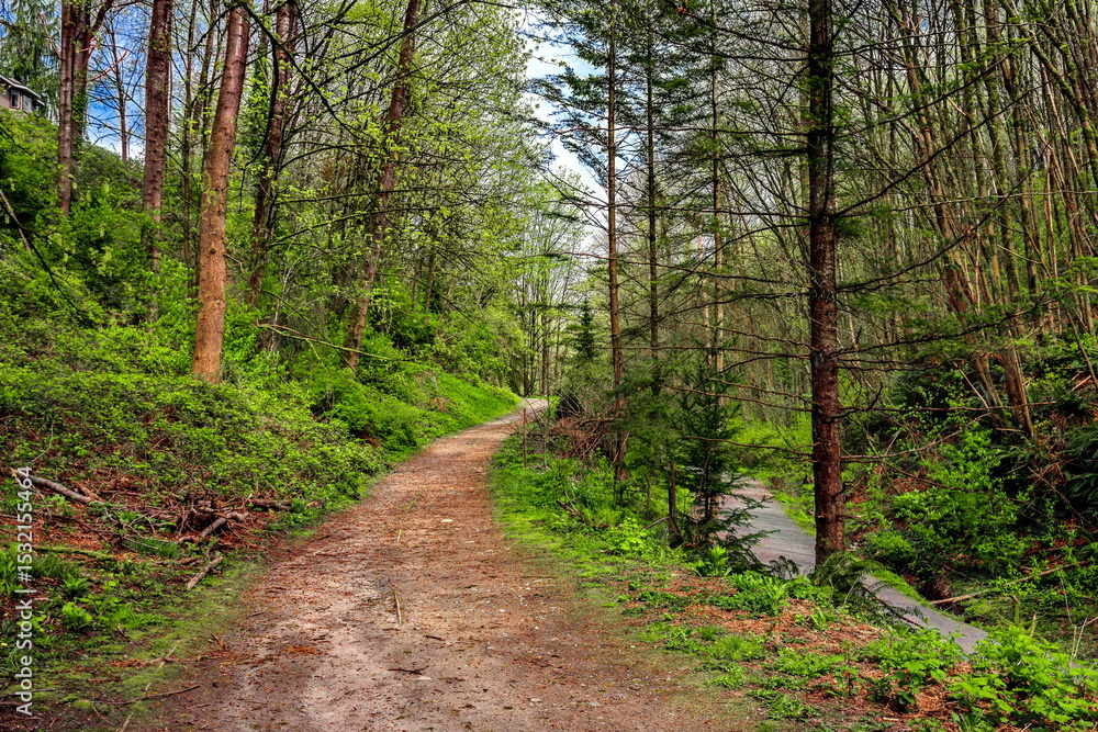 Obraz premium A walking footpath through the woodland in Glenbrook Ravine Park in New Westminster City. Green forest at sunny Summer morning