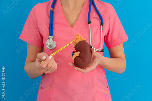 doctor showing pen on a anatomical model of human kidney