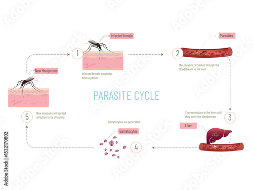 Dengue parasite life cycle and transmission through mosquito bites