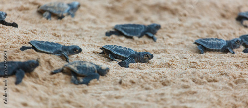 Obraz na plátně The turtles hatch from their eggs and crawl along the sand towards the ocean