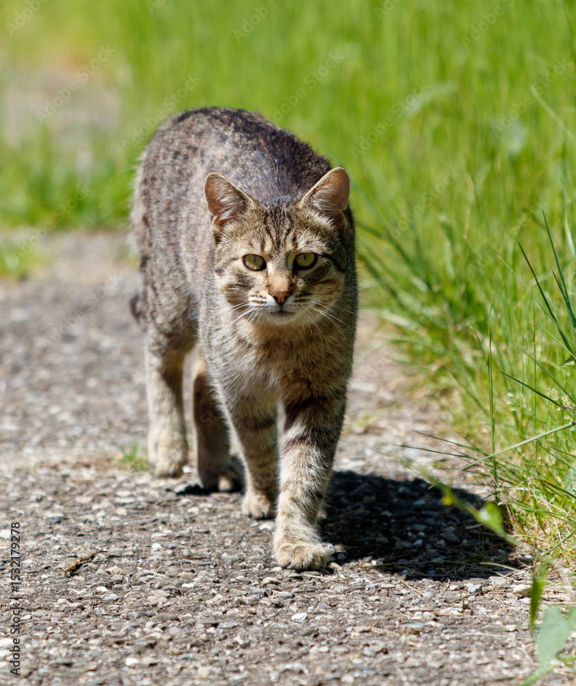 Obraz premium A cat is walking on a path in the grass