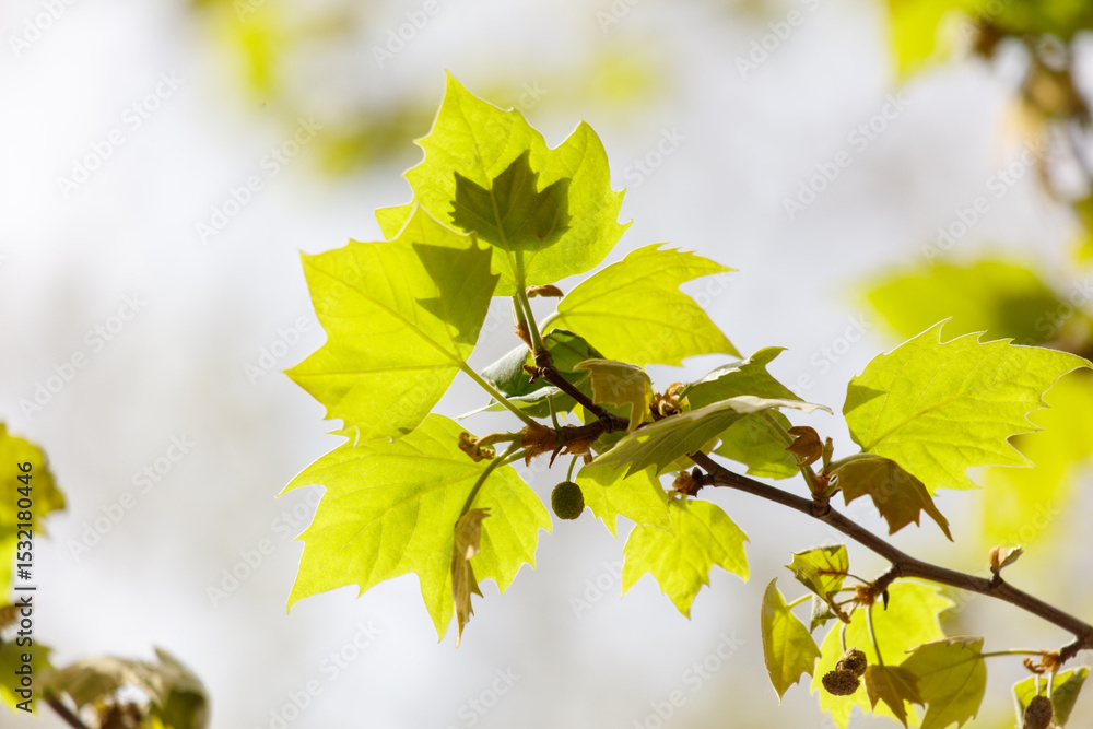 Obraz premium A leafy branch with a leafy tree