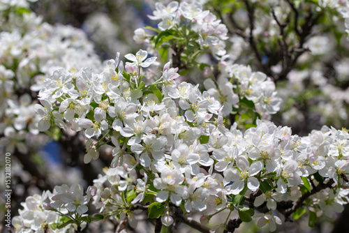 Delicate apple flowers bloom under blue skies, bringing light and joy.