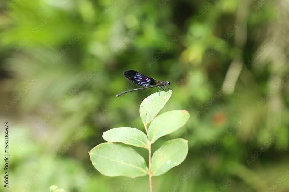 Fototapeta premium One beautiful dragonfly on green twig outdoors, closeup