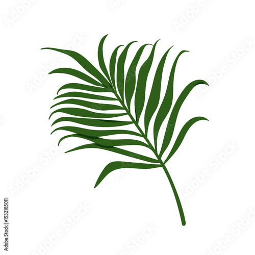 Tropical palm leaf. Exotic green branch. Jungle greenery, frond, fresh foliag...