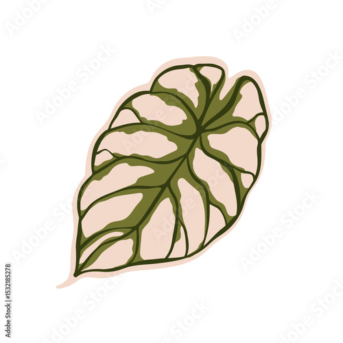 Tropical leaf with bicolored variegated pattern. Exotic green alocasia plant....