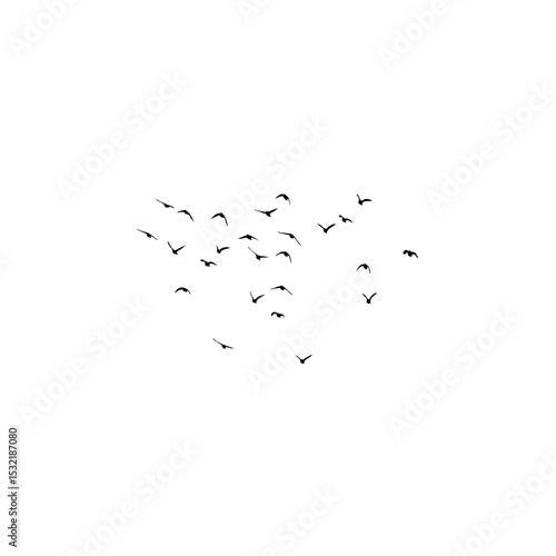 flock of birds