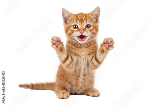 Isolated Adorable Ginger Kitten Reaching Up