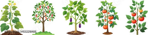 Vibrant illustrations of various fruit and vegetable plants, showcasing the beauty of nature and the bounty of the harvest. They represent diverse, nutritious crops.