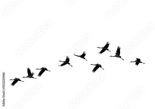 Isolated Silhouette of Cranes Flying in Formation
