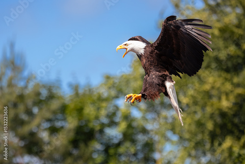 Weißkopfseeadler greift seine Beute