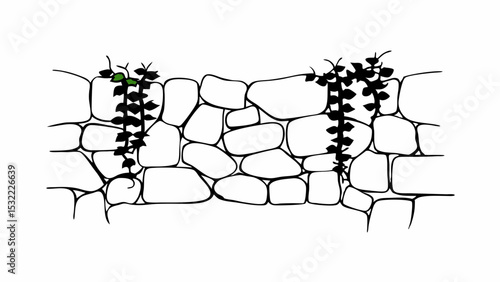 Vintage Black and White stone wall made of irregularly shaped stones with climbing plants adds natural touch