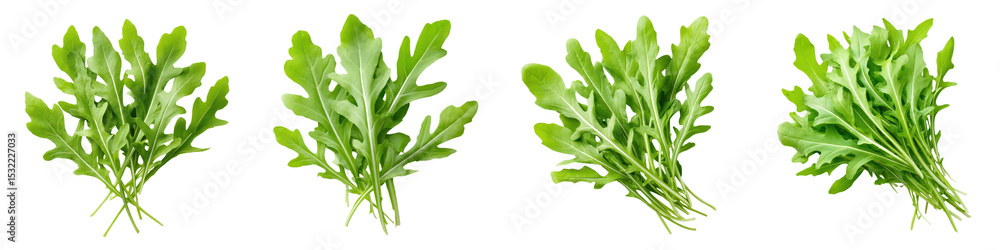 Fresh green leaves of a herb plant Fresh green leaves of a herb plant