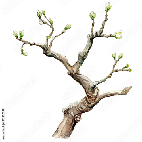 Twisted Trunk Spring Buds, watercolor vector, isolated on a white background.
