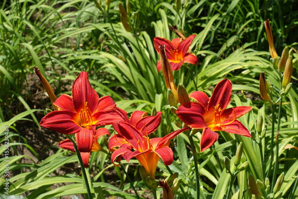 Obraz premium Bright red flowers of Hemerocallis fulva in June