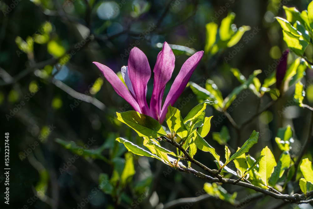 Bright pink Magnolia Susan blossom with vibrant green leaves, basking in sunlight amidst lush, blurred background. Bright pink Magnolia Susan blossom with vibrant green leaves, basking in sunlight amidst lush, blurred background.