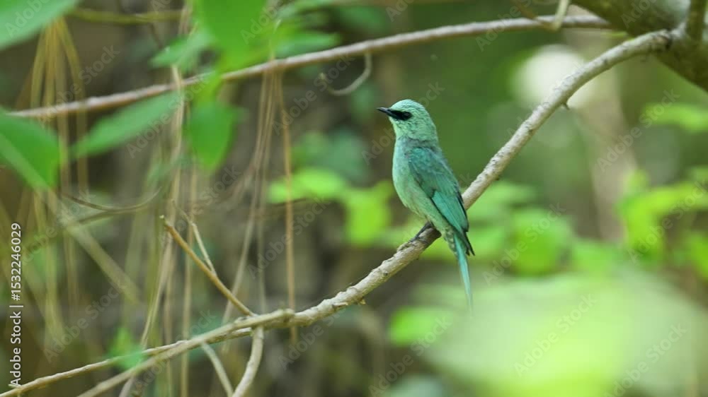A close-up of a Verditer flycatcher bird perched on a tree branch, amidst a background of lush, out-of-focus greenery. A close-up of a Verditer flycatcher bird perched on a tree branch, amidst a background of lush, out-of-focus greenery.