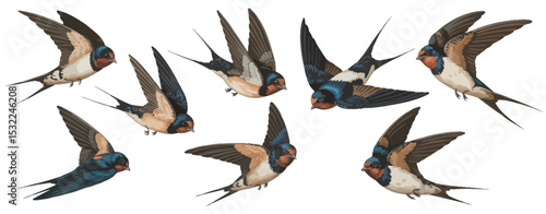 Collection of Barn Swallows in Flight Illustration