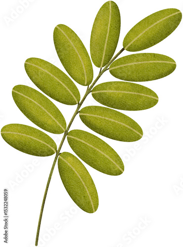 green leaves,leaves,leaf,green leaf,clover leaves,palm,clover,summer leaf element,palm leaf,summer leaves,summer leaf,nature,plants,tropical leaf,floral,acacia leaves,oak tree,maple