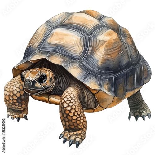 Tortoise Close Up, watercolor drawing vector, isolated on a white background.
