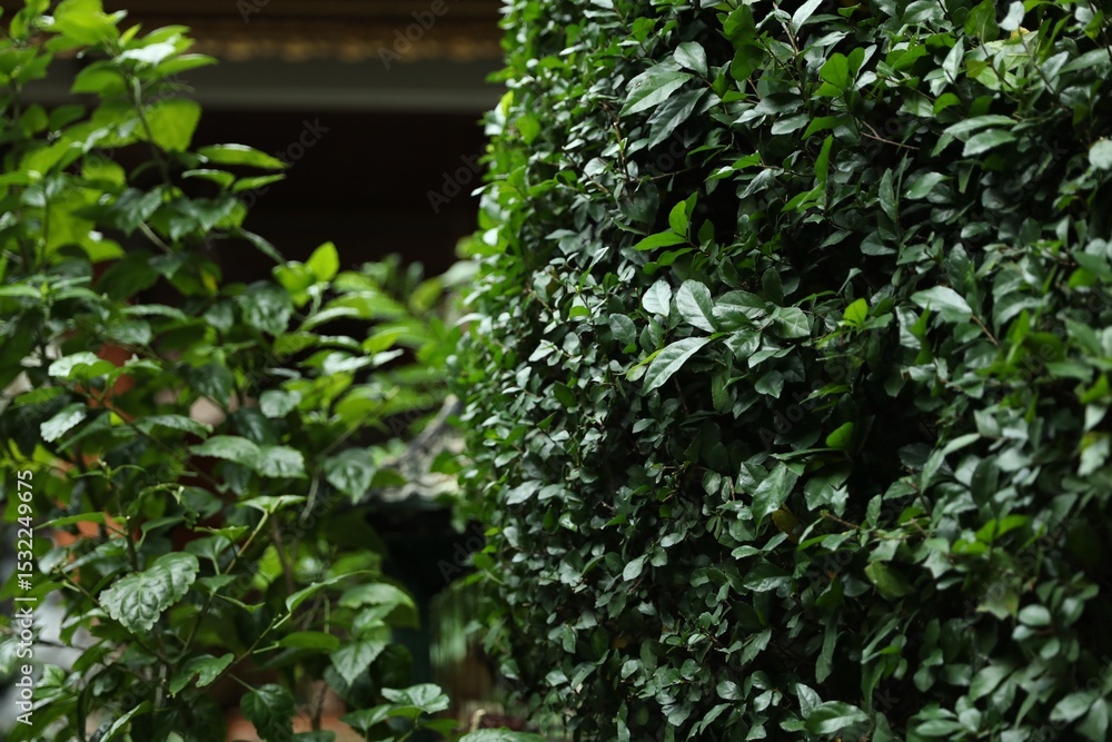 Beautiful plants with green leaves outdoors, closeup Beautiful plants with green leaves outdoors, closeup