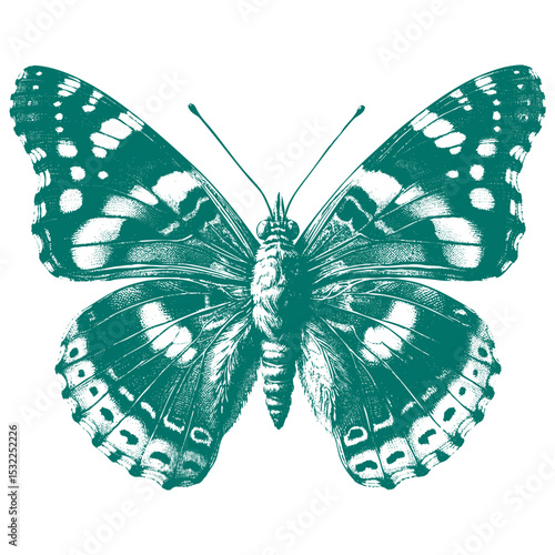 Admiral Butterfly vector