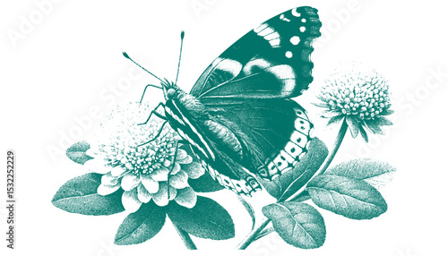 Admiral Butterfly vector