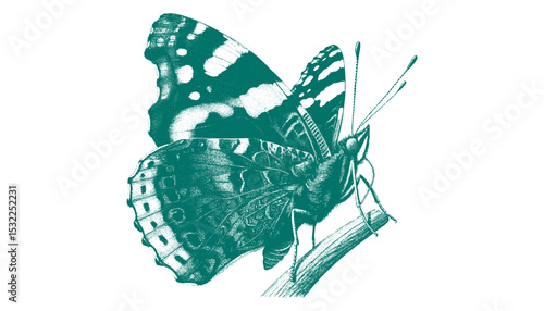 Admiral Butterfly vector