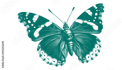 Admiral Butterfly vector