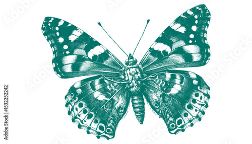 Admiral Butterfly vector