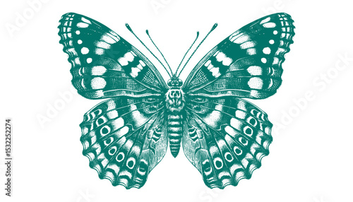 Admiral Butterfly vector